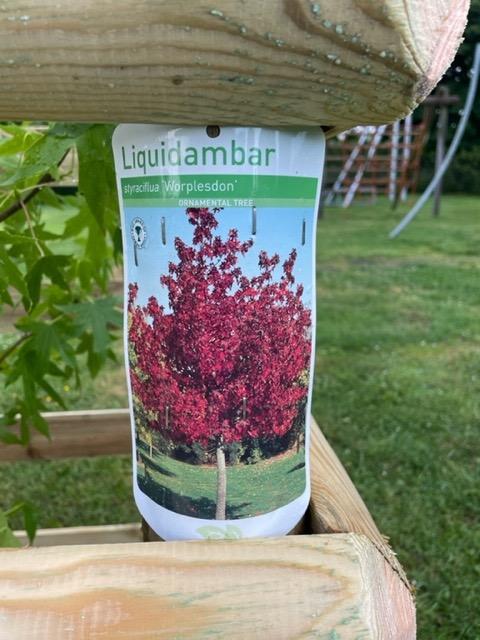  Liquidambar styraciflua 'Worplesdon'